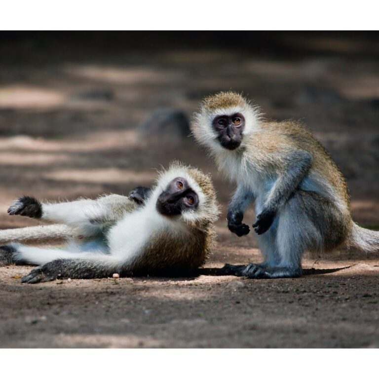 vervet monkeys for the study of the brain