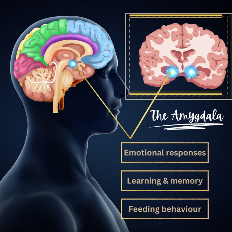 amygdala brain region function. Fear and motivation.